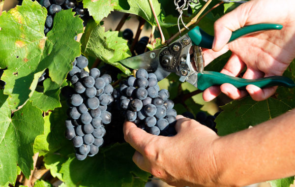 Les vignerons de Roquemaure