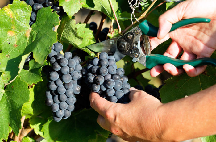 Les vignerons de Roquemaure