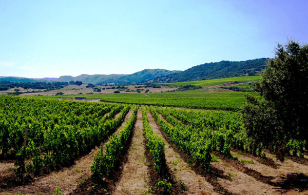 Domaine Pedres