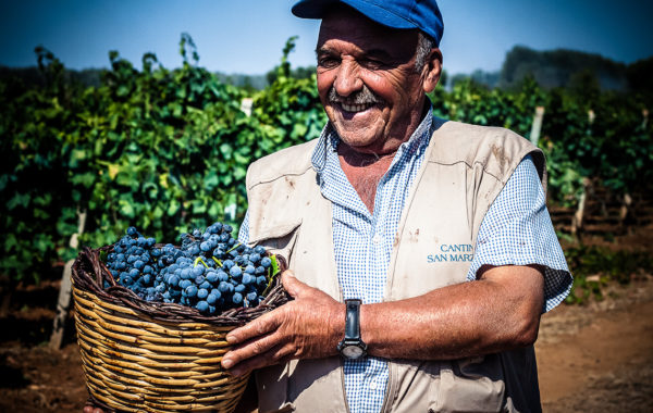 Domaine Feudi di San Marzano